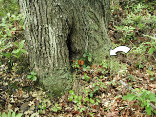 The mark is in good condition, although the tree is dying and was covered with gypsy moth caterpillars.