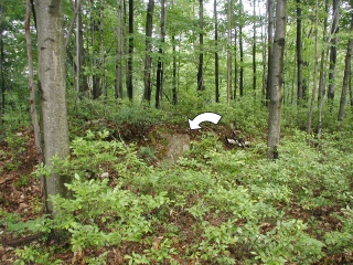 Looking NNW from the trail. The 10-inch maple and 8-inch maple, as well as the boulder, are visible.