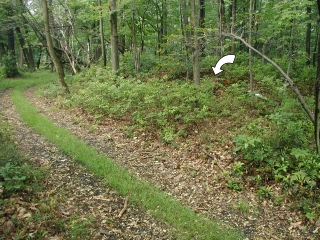 Looking SW along the trail.