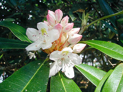 Mountain laurel abounds here