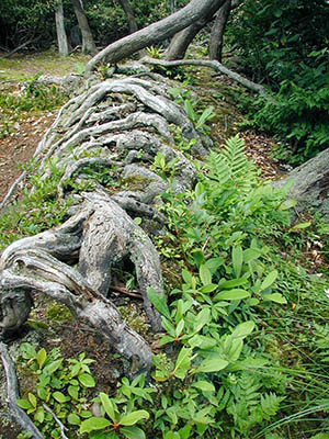 This reminded me of a large mammal skeleton.