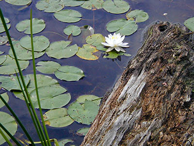 Blooming lily