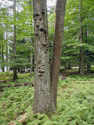Fungal decorations