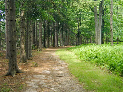 Along the Conservation Island Trail