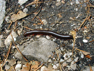 A millipede