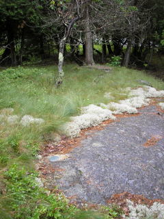 Eyelevel view of the disk in the rock outcrop.