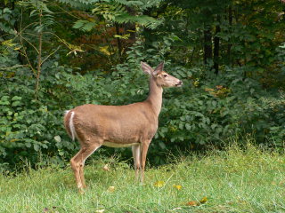 We saw this little deer along Skyline Drive.