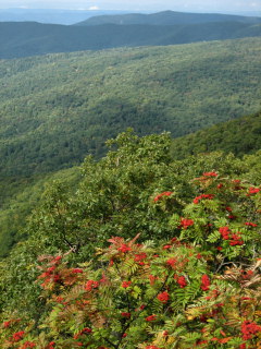 A layered rainbow of foliage, mountains, and sky.