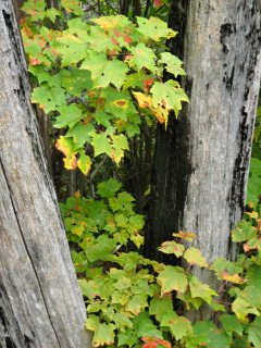 I was entranced by the bright colors of the leaves against the gray tree trunks.