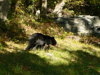 On our last trip along Skyline Drive, Rich noticed this bear cub foraging in the weeds!
