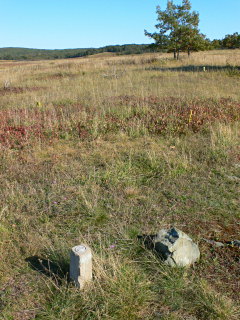 Looking E into the marshy part of the meadow (where 789+00 is located).