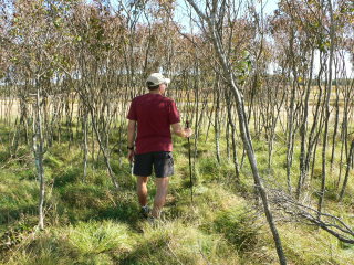 Hiking through tall grass …