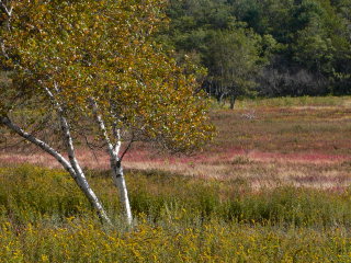 Rich loved the bright white of this birch tree against such a colorful background.