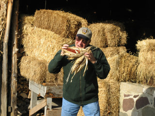 Mmm ... roasted corn! Farmer Rich chows down on the decorations.