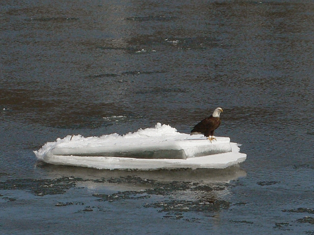 Spring is near!!!  We spotted this bald eagle, one of a pair, as he rested for a moment on a chunk of ice in the Delaware River.