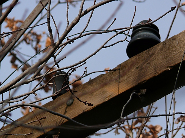 Not quite natural ... but I saw these "birds" on a "branch" while on a very short evening wander along the railroad tracks behind my house.