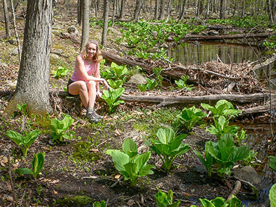 An eruption of skunk cabbage along the brook