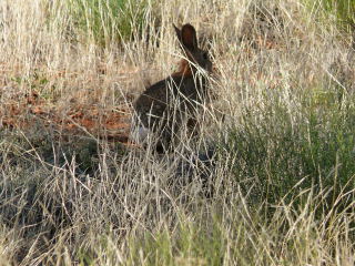 At least we can still see his ears and his white tail!