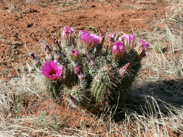 I loved the bright fuchsia flowers of this hedgehog cactus.