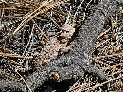 Horned lizard in his element