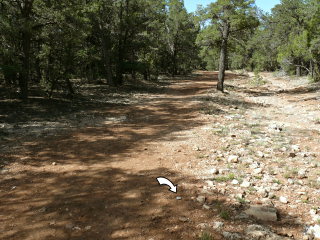 Looking SW along the woods road.