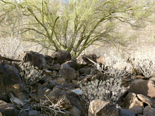 The mark is nestled among these boulders beneath a young palo verde tree.