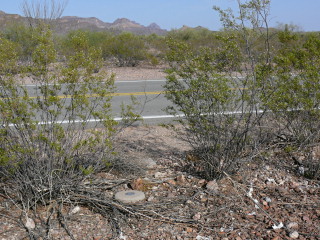 Looking SE toward Route 85.