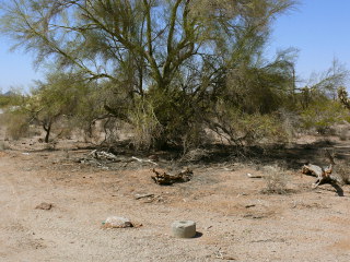 Looking W, toward the enormous palo verde tree next to the mark.