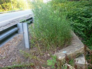 Looking SE along Route 307.