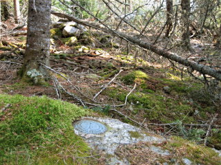 Looking SE toward the station, which is obscured by trees and brush.