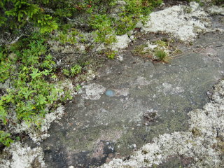 Eyelevel view of reference mark disk in bedrock.