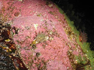 Some beautiful anemones in their cave