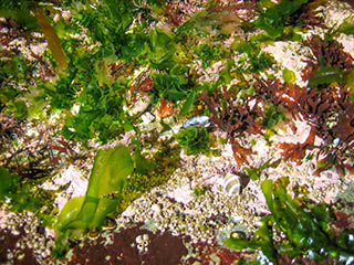 A rainbow of color from seaweed and shells