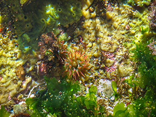 One of the larger anemones