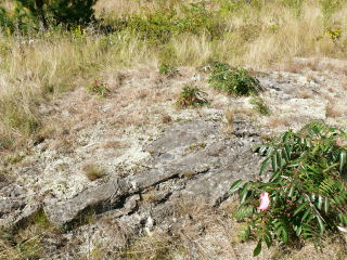 The disk is set solidly in the rock outcrop, and the fresh pink tape is evidence it has probably been visited recently.