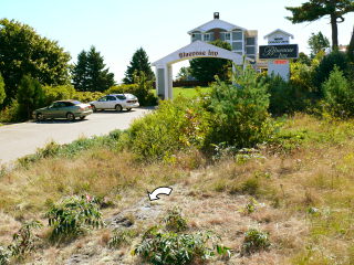 Looking toward the Bluenose Inn, mark indicated.