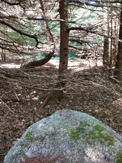 Eyelevel view of the disk set into the boulder, in a dark part of this little woods.