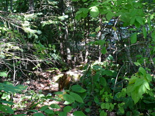 Looking toward the rock, and the campsite beyond. The stump that tripped both Rich and me several times is visible. This is a tricky area to maneuver in!