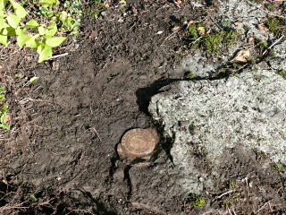 Eyelevel view of the disk set into the boulder, flush with the ground.