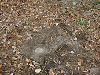 Eyelevel view of the station disk set in rock outcrop.