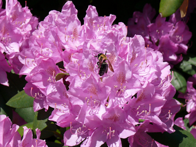 Mr. Bumblebee picks up a load of pollen from the huge rhododendron in the back yard.