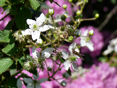 The blackberry flowers are out too! A small bee (yellowjacket?) is enjoying a romp among them.