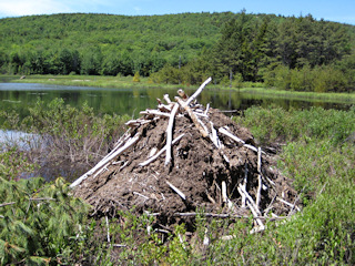 I wonder how long it took the beavers to construct this dam?