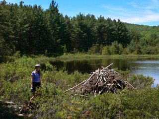 Zhanna inspects the handiwork of an elusive Maine resident at Breakneck Pond.