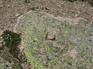 Eyelevel view of the chiseled square, highlighted by black lichen, in bedrock ledge.