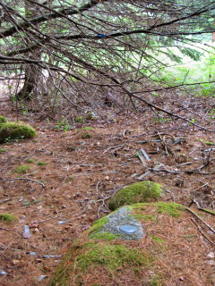 The disk was well camouflaged in dark woods.