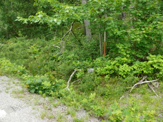 Buried in the weeds and set back from Otter Cliff Road, this is one of the trickier monuments to spot.