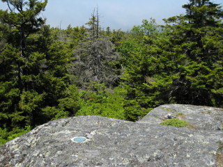 Looking seaward over pine forest.