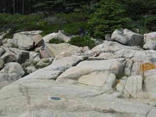 Looking N toward the wooded area along the shore. The blue flag iris are in bloom but a bit past their prime.