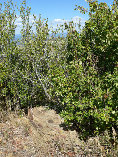 View of the mark (indicated) in proximity to the fire lookout station.